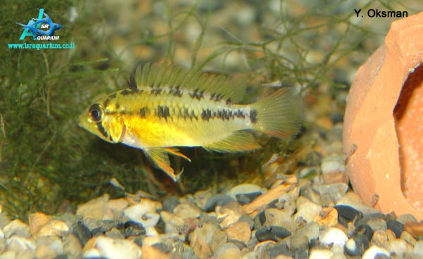 www.israquarium.co.il